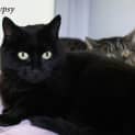 Photo of Gypsy