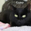 Photo of Gypsy