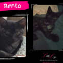 Photo of Bento