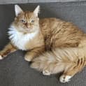 Photo of Honey Dew