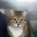 Photo of Pudda