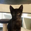 Photo of Gremlin **2nd Chance Cat Rescue**