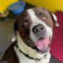 Photo of Buster