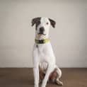 Photo of Dodge