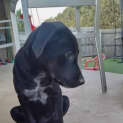 Photo of Dougie