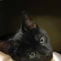 Photo of Muffin