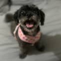 Photo of Muppet