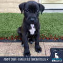 Photo of Sanji 8 Week Old Border Collie X (Trial)