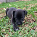 Photo of Sanji 8 Week Old Border Collie X (Trial)