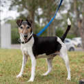 Photo of Jetta