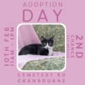 Photo of Jarrah ** 2nd Chance Cat Rescue**