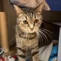 Photo of Cleo