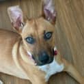 Photo of Gertie