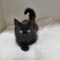 Photo of Midnight
