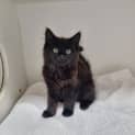 Photo of Midnight