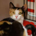 Photo of Jewel 