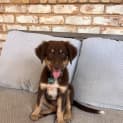 Photo of Buddy