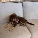 Photo of Buddy