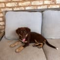 Photo of Buddy