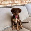 Photo of Buddy