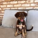 Photo of Buddy