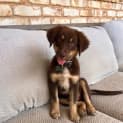 Photo of Buddy