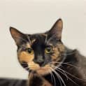 Photo of Coco