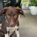 Photo of Charlie