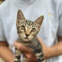 Photo of Bo Katan 8 Week Old Domestic Short Hair (Trial)