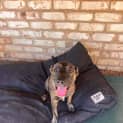 Photo of Delilah