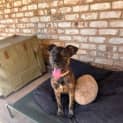 Photo of Delilah