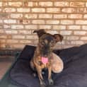 Photo of Delilah