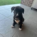 Photo of Zala 8 Week Old Border Collie X (Trial)