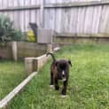 Photo of Zala 8 Week Old Border Collie X (Trial)