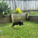 Photo of Zala 8 Week Old Border Collie X (Trial)