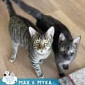 Photo of Max & Myka 