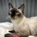 Photo of Zoi