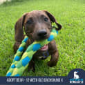 Photo of Bear 12 Week Old Dachshund X (Trial)