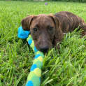 Photo of Bear 12 Week Old Dachshund X (Trial)