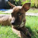 Photo of Penny