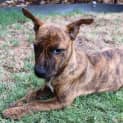Photo of Penny
