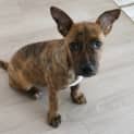 Photo of Penny