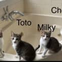 Photo of Chopsticks