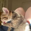 Photo of Goose