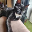 Photo of Kitty