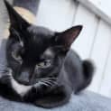 Photo of Kitty