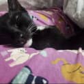 Photo of Kitty