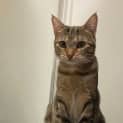 Photo of Astrid **2nd Chance Cat Rescue**