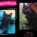 Photo of Sprinkles