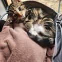 Photo of Cleo